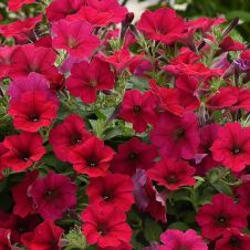 Петуния каскадная Вейв Кармин Велюр 5 шт Семена профи