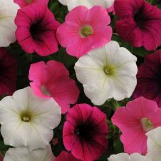 Петуния ампельная F1 Шок Вейв Пауэр Микс 5 шт Семена профи