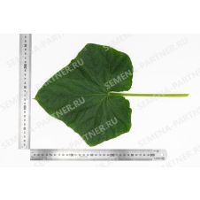 Огурец Меренга F1 Партнер