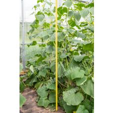 Огурец Меренга F1 Партнер