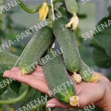 Огурец Фулл Хаус F1 Партнер