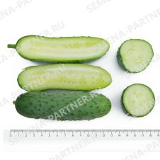 Огурец Фулл Хаус F1 Партнер