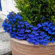 Лобелия каскадная РИВЬЕРА БЛУ АЙ 10 шт