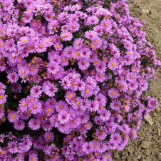 Астра кустарниковая Аннеке