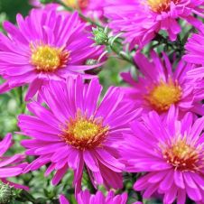 Астра кустарниковая Аннеке