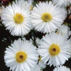 Астра новобельгийская Вайт Ледиз