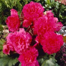 Бегония Бахромчатая Пинк