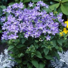 Колокольчик молочноцветковый Пуф