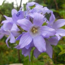 Колокольчик молочноцветковый Пуф