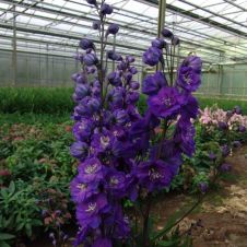 Дельфиниум высокий Дельфис Пауэ