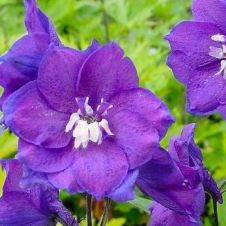 Дельфиниум высокий Дельфис Пауэ