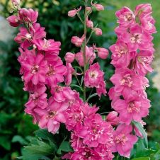 Дельфиниум тихоокеанский Астолат