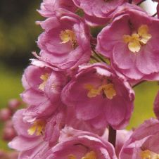 Дельфиниум тихоокеанский Астолат