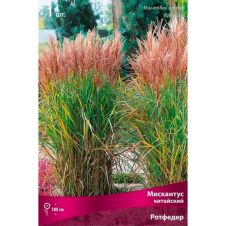 Мискантус китайский Ротфедер 1 шт Поиск