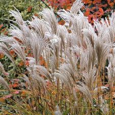 Мискантус китайский Ротфедер 1 шт Поиск