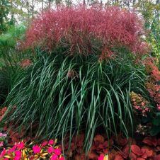 Мискантус китайский Ротфедер 1 шт Поиск