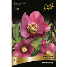 Морозник восточный Монтсегур