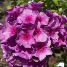 Флокс метельчатый Дымчатое Суфле