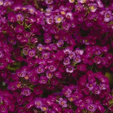 Алиссум морской компактный (Lobularia maritima) Clear Crystal (Purple Shades)