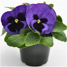 Виола Виттрока (Viola wittrockiana) Spring Matrix F1 Denim