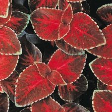Колеус гибридный (Coleus х hybrida) Wizard velvet red
