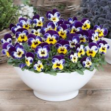 Виола рогатая (Viola cornuta) EVO Mini Floral F1 Jolly Face