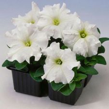 Петуния крупноцветковая (Petunia grandiflora) Tango F1 (white)