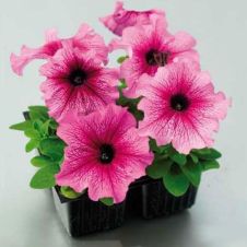 Петуния крупноцветковая (Petunia grandiflora) Tango F1 Plum
