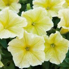 Петуния многоцветковая (Petunia multiflora) Mirage F1 Yellow