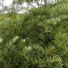 Саженец Облепиха Гном (опылитель) С3