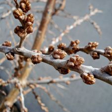 Саженец Облепиха Гном (опылитель) С3