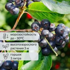 Арония черноплодная (черноплодка) С2-3