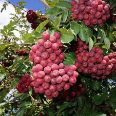 Саженец Рябина Гранатная С3