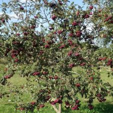 Саженец Рябина Гранатная С3