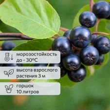 Арония черноплодная (черноплодка) Мулатка С10