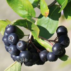 Арония черноплодная (черноплодка) Мулатка С10