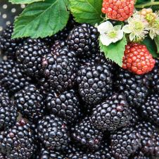 Саженец Ежевика Блэк Мэджик (40-60 см, 2 л)