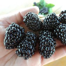 Саженец Ежевика Блэк Мэджик (40-60 см, 2 л)