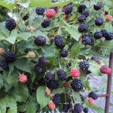 Саженец Ежевика Блэк Мэджик (40-60 см, 2 л)