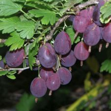 Саженец Крыжовник Грушенька бесшипный С7,5