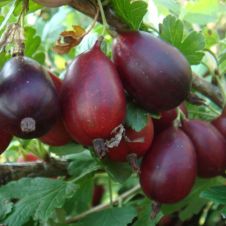 Саженец Крыжовник Грушенька бесшипный С7,5