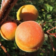 Саженец абрикос Медовый (100-150см, 2 года 10 л)