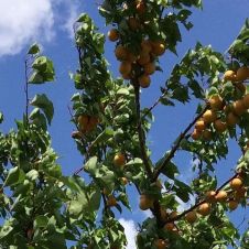 Саженец абрикос Медовый (100-150см, 2 года 10 л)