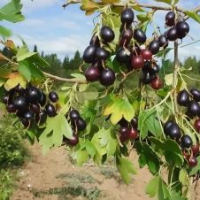 Саженец Смородина золотистая Валентина (30-50 см, 2 л)