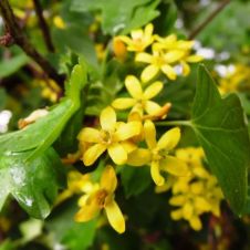 Саженец Смородина золотистая Валентина (30-50 см, 2 л)