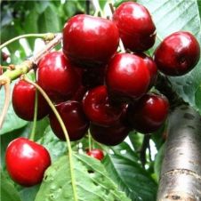 Саженец Черешня Талисман (100-150 см, 2 года, 10 л)