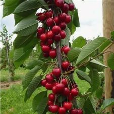 Саженец Черешня Талисман (100-150 см, 2 года, 10 л)