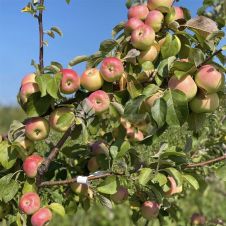 Саженец Яблоня карликовая Осеннее низкорослое (40-60 см, 2 года, 3 л)