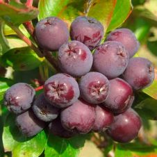 Саженец Рябина крупноплодная Бурка С3