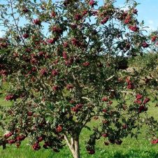 Саженец Рябина крупноплодная Бурка С3